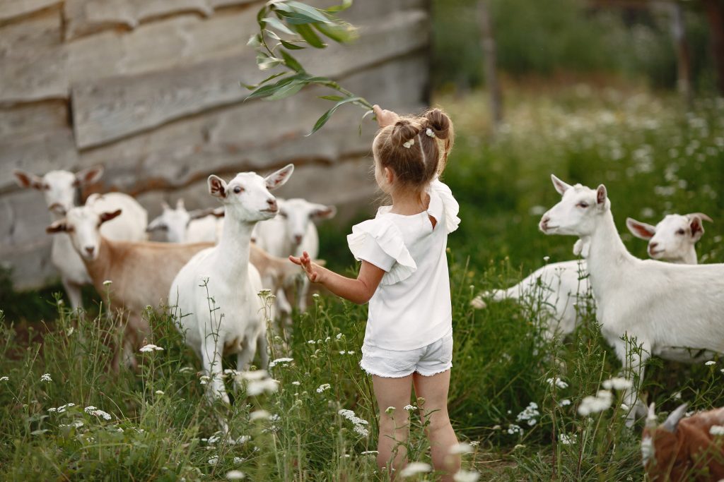 Kinderboerderij in Den Haag