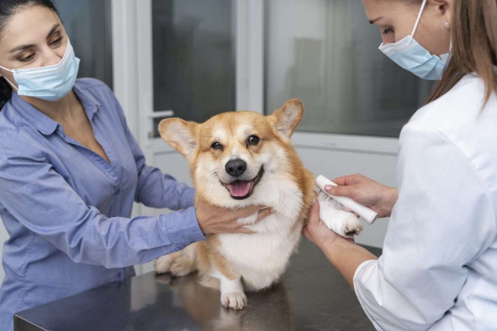 Dierenkliniek in Den Haag