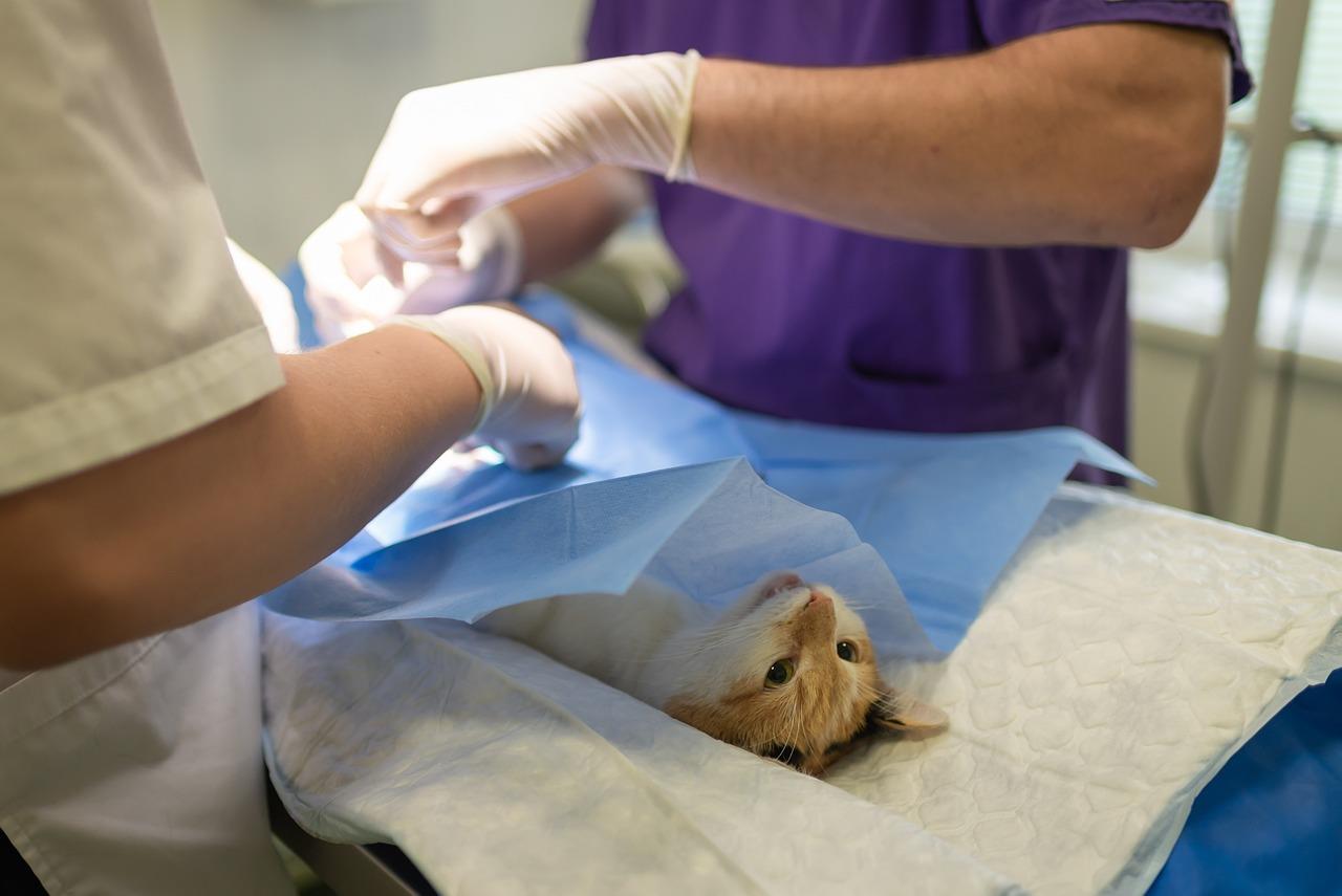 Bedrijven in Den Haag veterinair in Den Haag