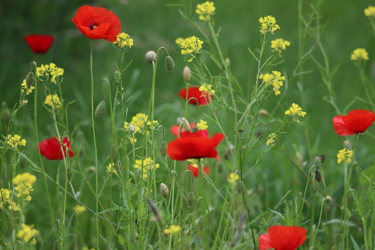 Bomen Snoeien en Kappen in Den Haag – Groenprojecten Madestein